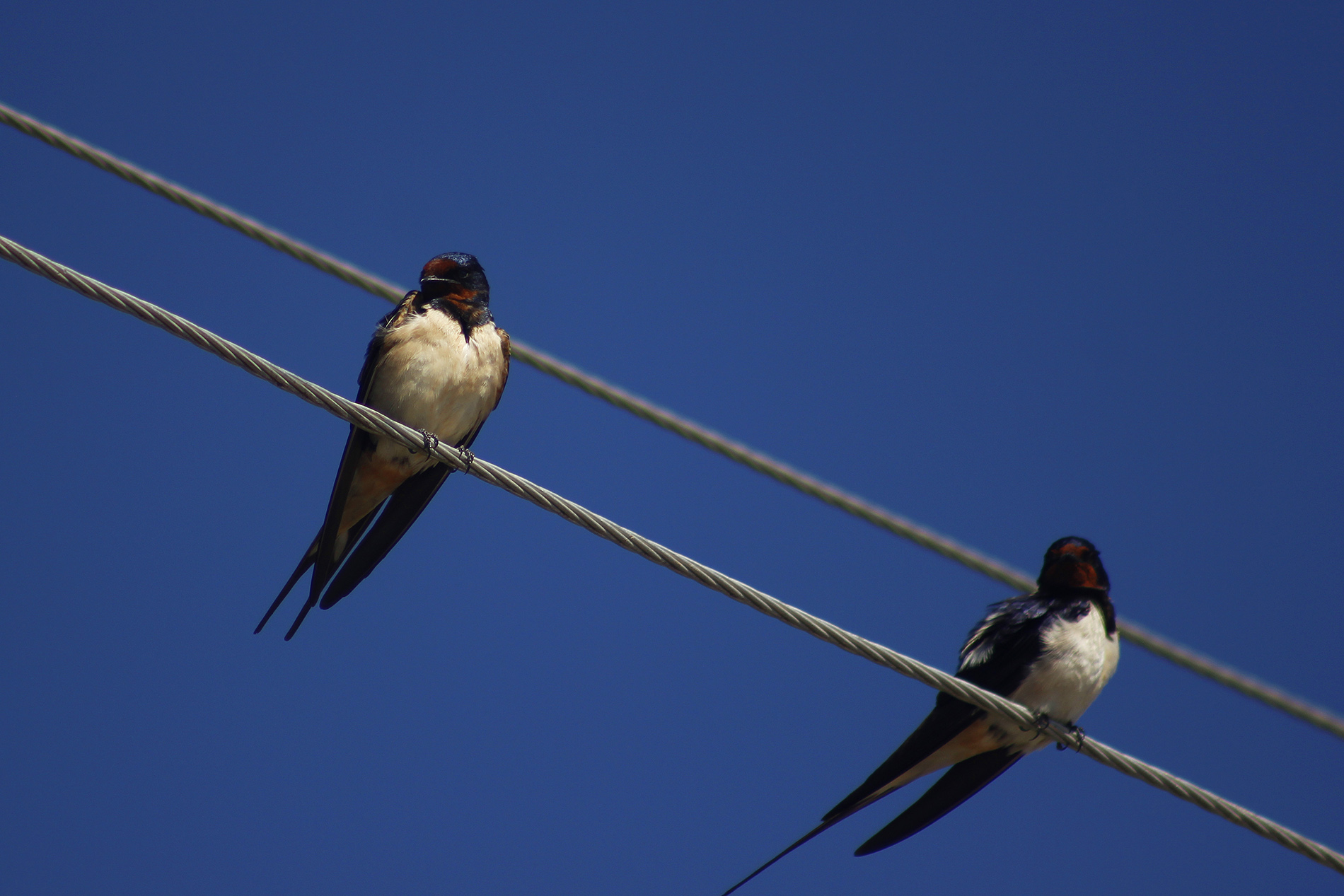 Barn Swallow